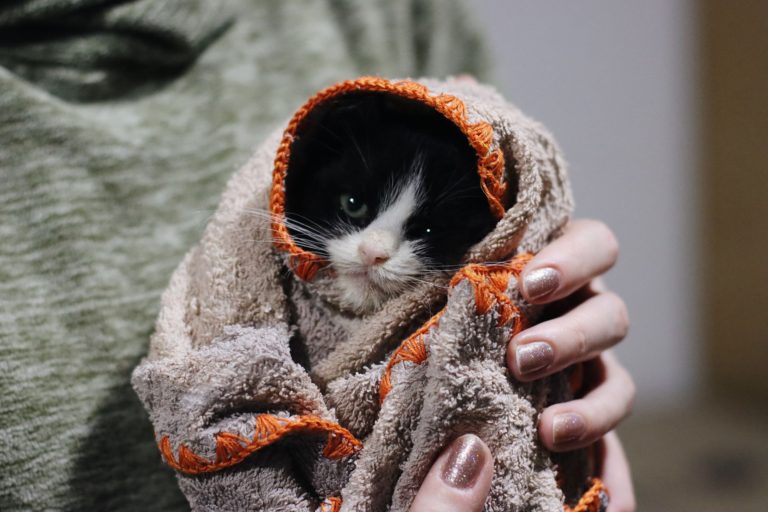 Can You Catch a Cold From Your Cat or Kitten? Complete Answer!