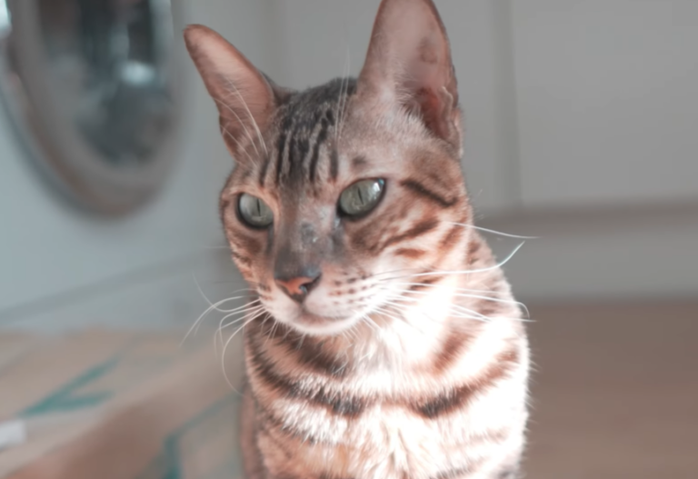 Bengal Cat Behavior: Are They Really Problematic?