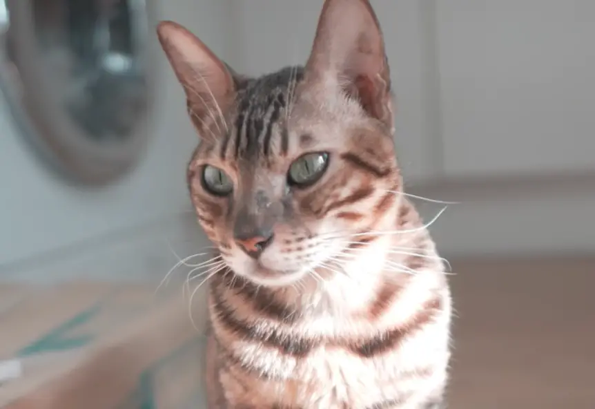 Latte, the Bengal cat.