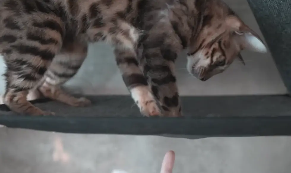Bengal cat behavior is connected to their energy levels.