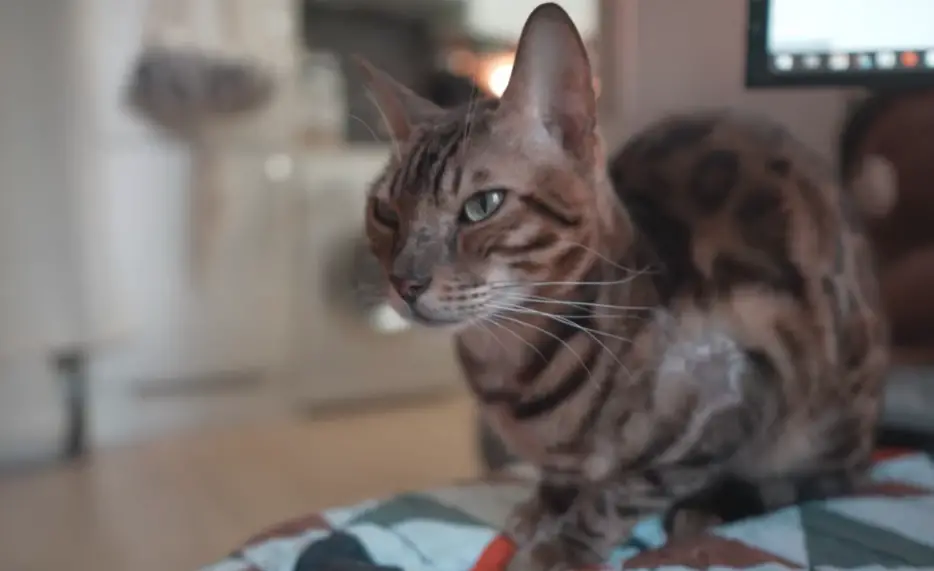 Bengal cat resting.