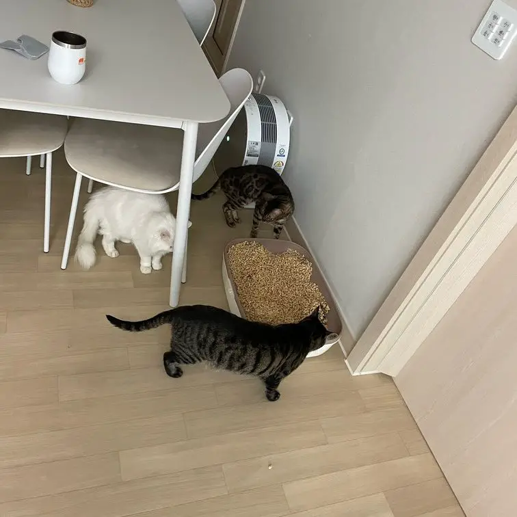 Cats curious about an uncovered litter box.