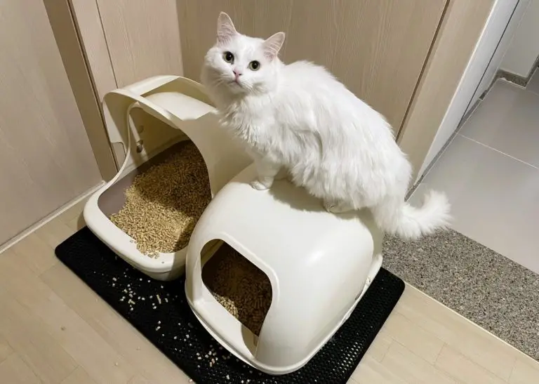 Covered VS Uncovered Litter Box (I Tried Both) monsieurtn