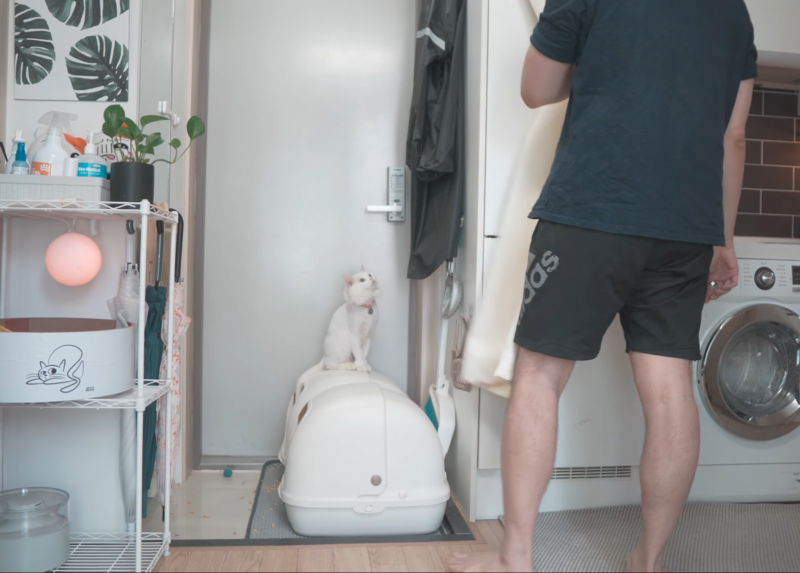 Covered VS Uncovered Litter Box (I Tried Both) monsieurtn