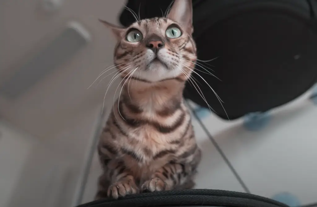 Curious Bengal cat