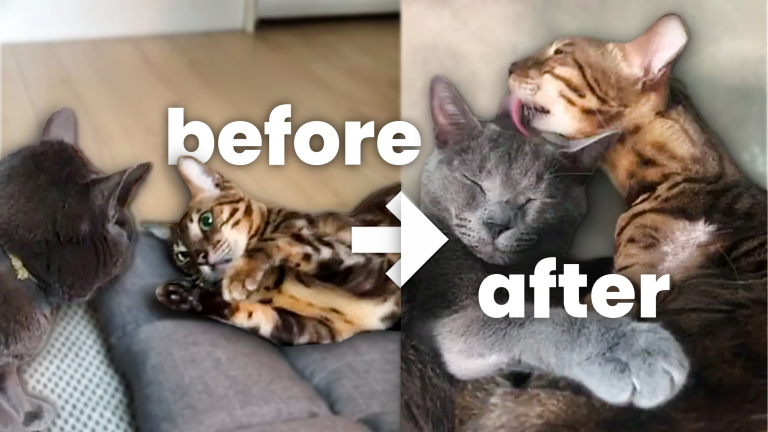 How to Introduce Cats: Comprehensive Guide (From Slowest to Quickest)